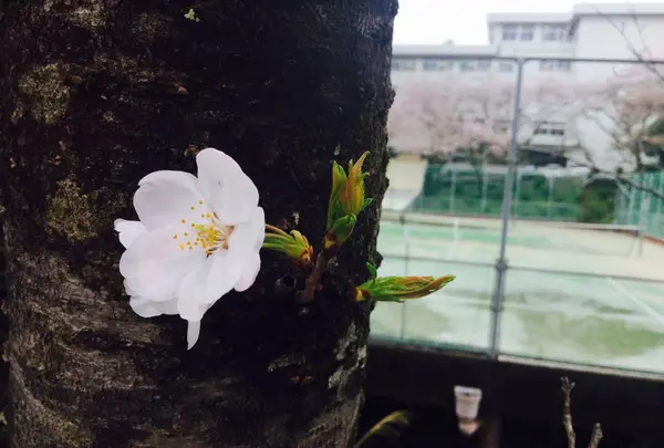 高知市の写真・動画_image_302399