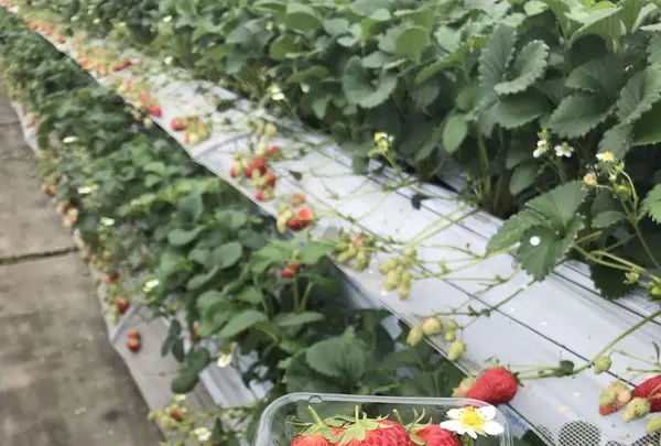 オランダ村の写真・動画_image_302809