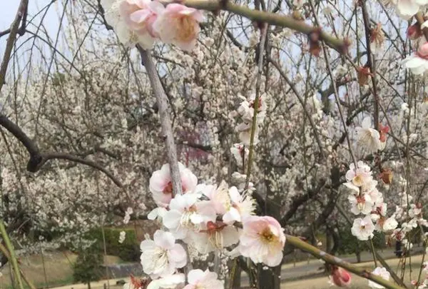 偕楽園の写真・動画_image_305292