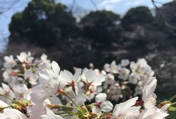 千鳥ヶ淵緑道の写真・動画_image_306632