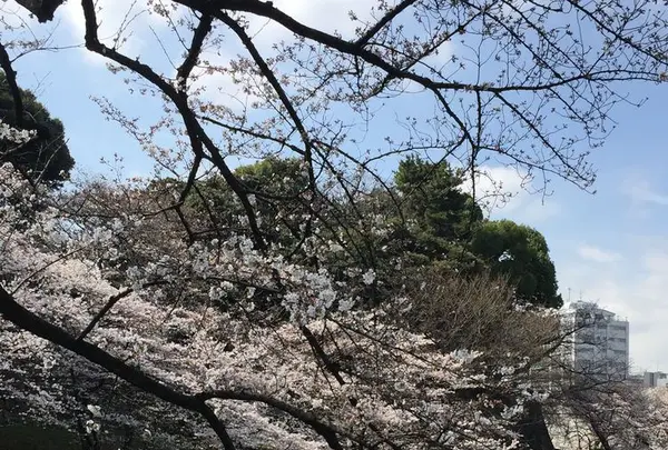 千鳥ヶ淵緑道の写真・動画_image_306633