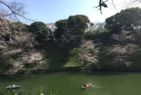 千鳥ヶ淵緑道の写真・動画_image_306634