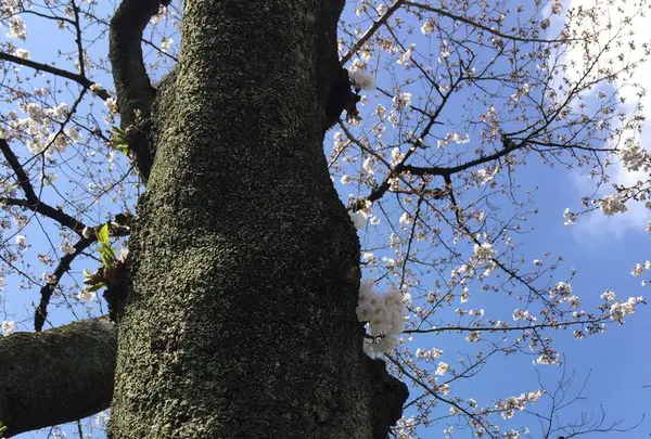 千鳥ヶ淵緑道の写真・動画_image_306636