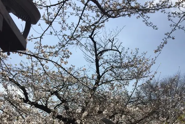 千鳥ヶ淵緑道の写真・動画_image_306637