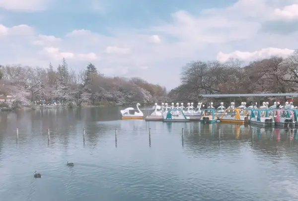 井の頭恩賜公園の写真・動画_image_306774
