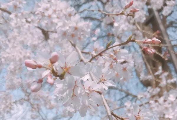 井の頭恩賜公園の写真・動画_image_306775