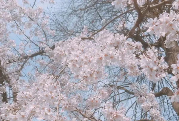 井の頭恩賜公園の写真・動画_image_306776