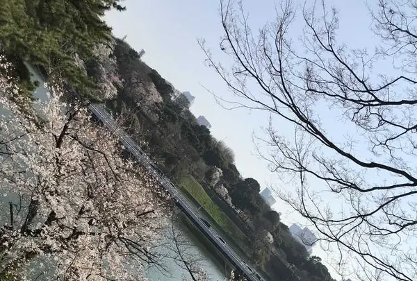 北の丸公園の写真・動画_image_306894