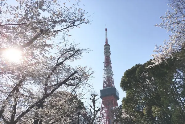 東京タワーの写真・動画_image_306917