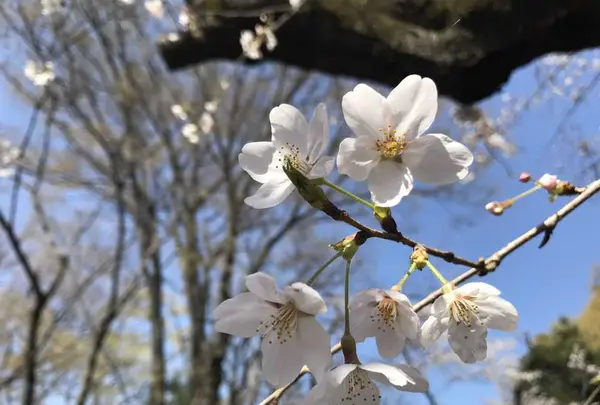 GARDEN HOUSE CRAFTS（ガーデンハウス クラフツ）の写真・動画_image_307078