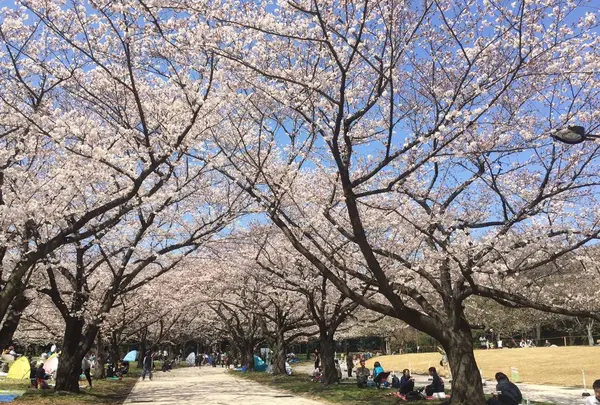 大井ふ頭海浜公園の写真・動画_image_307150