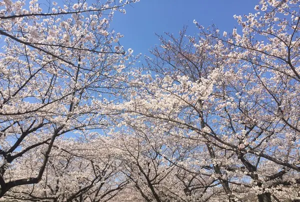 大井ふ頭海浜公園の写真・動画_image_307151