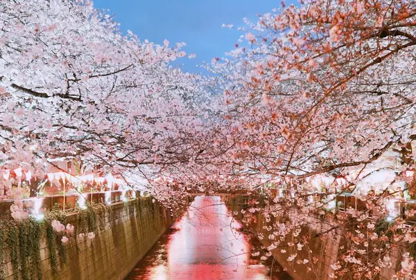 目黒川の写真・動画_image_307259