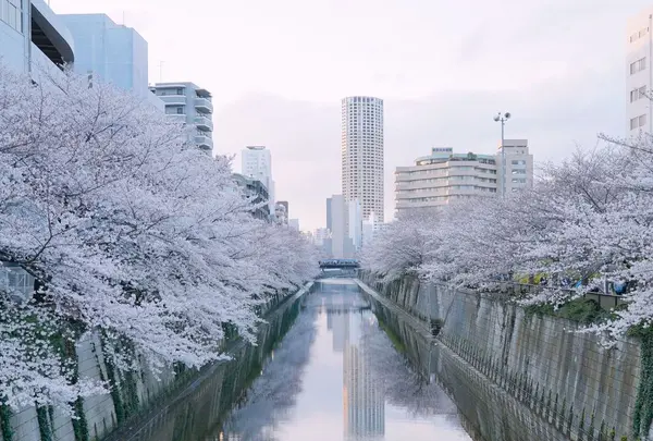 目黒川の写真・動画_image_307261