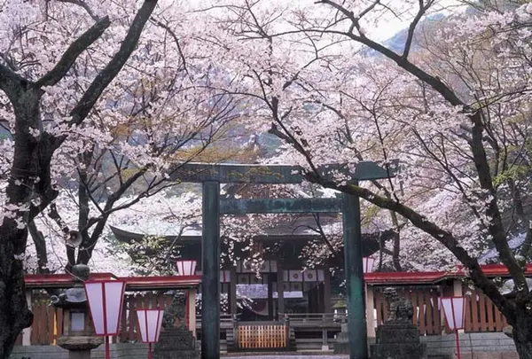 金崎宮の写真・動画_image_307529