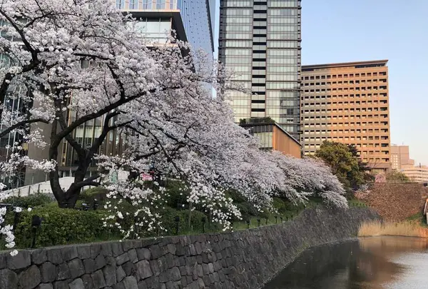 弁慶橋の写真・動画_image_307627