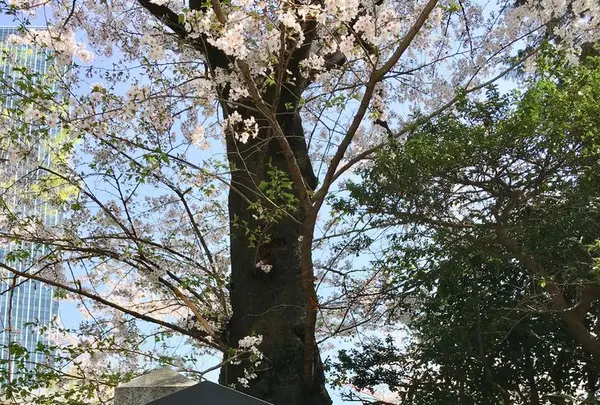 愛宕神社の写真・動画_image_307813
