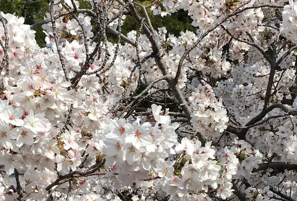 岡崎城の写真・動画_image_307852