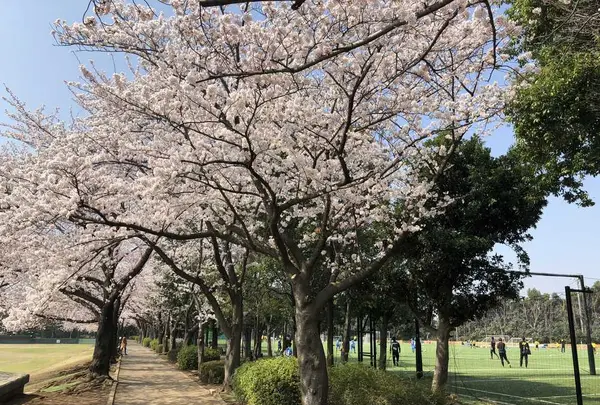 日立柏総合グラウンドの写真・動画_image_307865