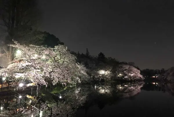 井の頭恩賜公園の写真・動画_image_307867