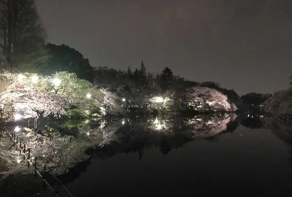 井の頭恩賜公園の写真・動画_image_307868