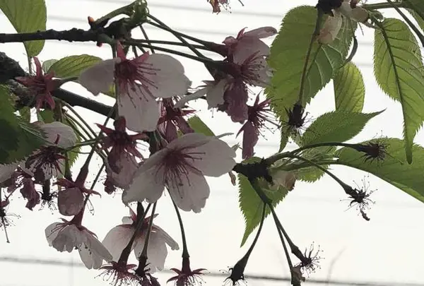 小江戸川越春の舟遊の写真・動画_image_307910