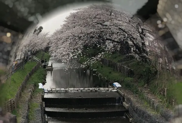 小江戸川越春の舟遊の写真・動画_image_307911