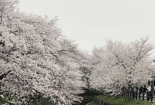 小江戸川越春の舟遊の写真・動画_image_307912