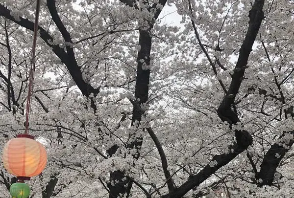 小江戸川越春の舟遊の写真・動画_image_307914