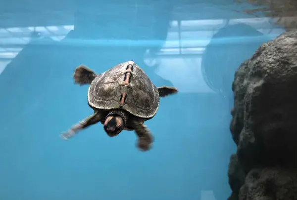 野毛山動物園の写真・動画_image_308064