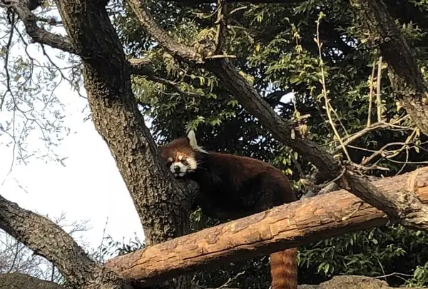 野毛山動物園の写真・動画_image_308065