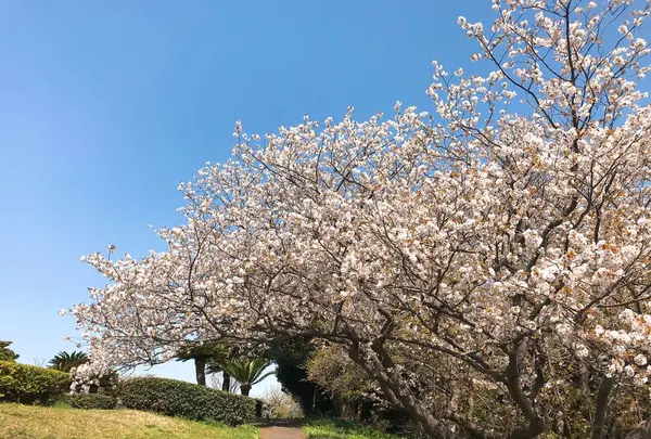 大崎公園の写真・動画_image_308201