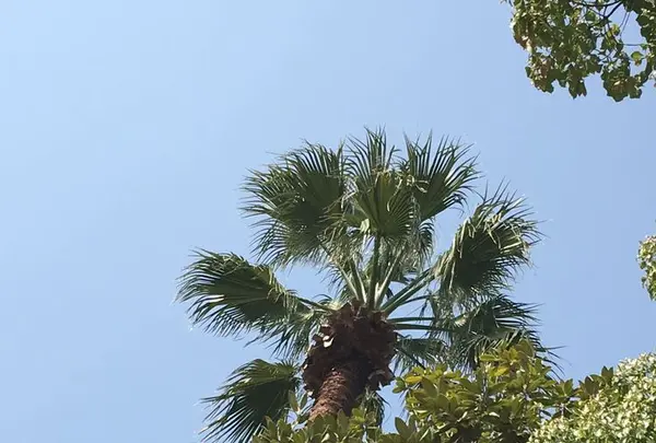 日比谷公園の写真・動画_image_308327
