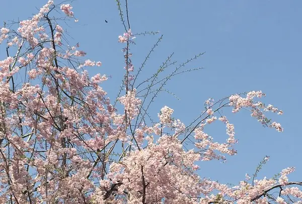 日比谷公園の写真・動画_image_308328