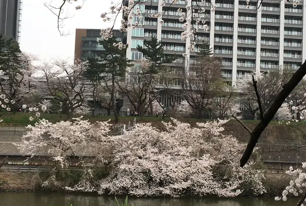 飯田橋サクラテラスの写真・動画_image_308334