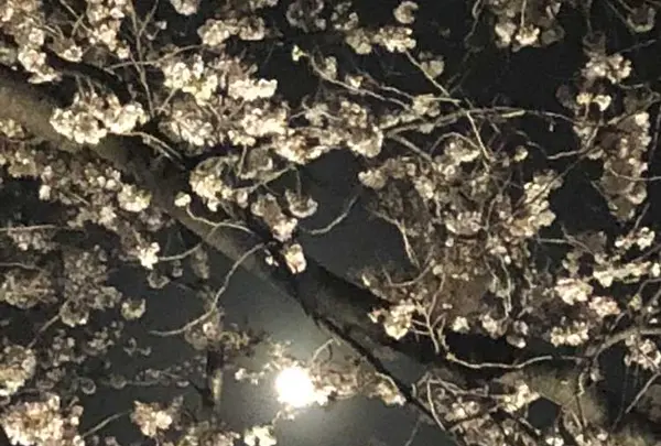 慈眼寺の写真・動画_image_308475