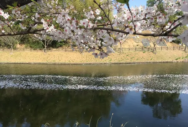 福岡堰さくら公園の写真・動画_image_308518