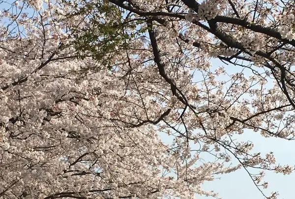 福岡堰さくら公園の写真・動画_image_308519