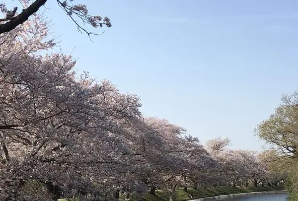 福岡堰さくら公園の写真・動画_image_308520