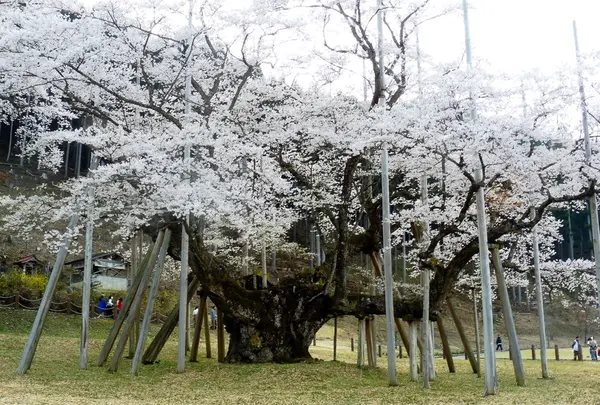 根尾谷淡墨桜の写真・動画_image_308659