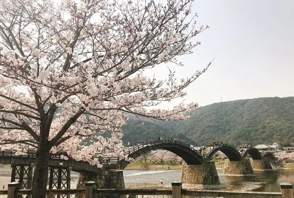 錦帯橋の写真・動画_image_309064