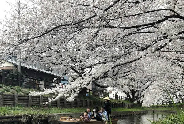 川越氷川神社の写真・動画_image_309552