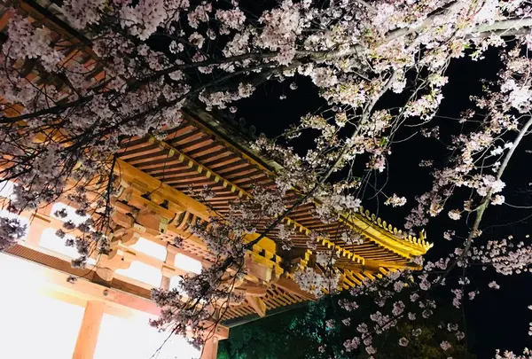 東寺（教王護国寺）の写真・動画_image_311717