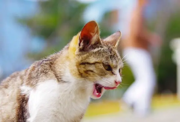 佐柳島の写真・動画_image_311760