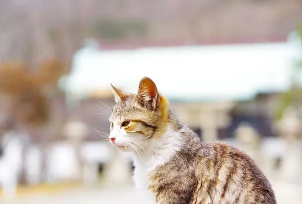 佐柳島の写真・動画_image_311762