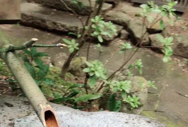 旅籠 かやうさぎの写真・動画_image_312215
