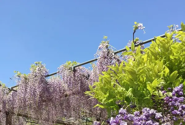 曼陀羅寺公園の写真・動画_image_312531