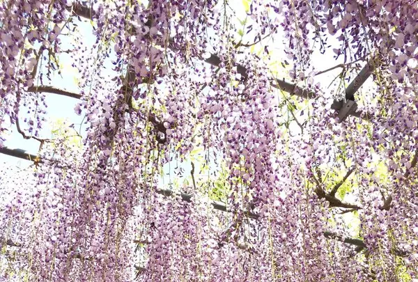 曼陀羅寺公園の写真・動画_image_312533