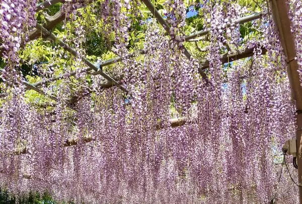 曼陀羅寺公園の写真・動画_image_312534