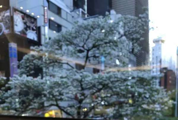 リビスコ銀座店の写真・動画_image_312551